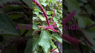 Acalypha hispida plants landscapephotograpy [upl. by Giuditta756]