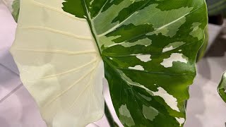 Quick Plant Review Alocasia Okinawa Silver vs Alocasia Macrorrhiza Variegata [upl. by Anaujahs]