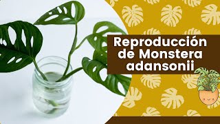 Reproducción de Monstera adansonii Planta esqueleto [upl. by Itsim]