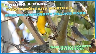 Finding a Rare Warbler  Birding University Village Park in San Diego County California [upl. by Oirad644]