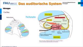 Neurophysiologie ─ Das auditorische System [upl. by Brieta857]