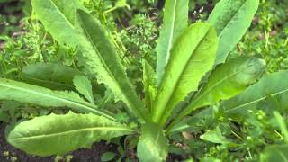 The Garden Gurus  Edible Weeds [upl. by Ettolrahc]