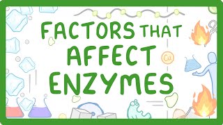 GCSE Biology  Enzymes  How Temperature and pH Affect Rate of Reaction [upl. by Tammany]