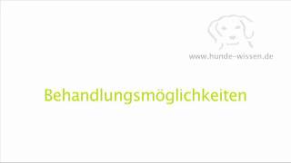 Arthrose bei Hunden [upl. by Trinia]