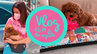 VLOG  Te presento a ROLLY mi caniche toy 🐶primeras 48 horas en casa  looks del día👗 [upl. by Cyrus]