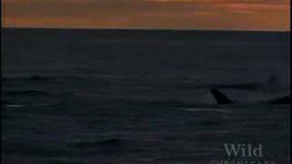 Blue Whales  Orcas  Secret Killers [upl. by Nations]