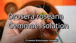 Isolate gemmae from Drosera roseana  Brutschuppen Isolation Droseana [upl. by Laaspere]