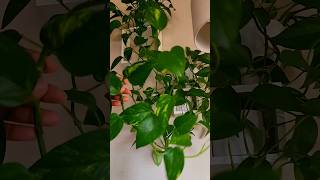 How to Propagate Pothos🤔🪴💦shortvideo [upl. by Xylon]