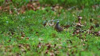 She is wondering who is shooting her  Cuckoo Bird  Sigma 150600mm [upl. by Ettesus]