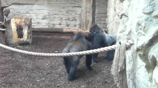 Gorilla fight [upl. by Gayla]