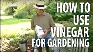 How To Use Vinegar For Gardening  The Dirt Doctor [upl. by Akimat]