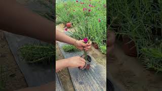 Pruning portulaca flower for strength plants and more flowers horticulture garden shortvideo [upl. by Seldon]