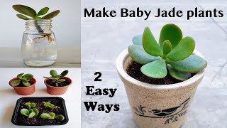 2 Easy Ways to Propagate Your Jade Plant Crassula ovata  Rooting Stem Cuttings in Water  Soil [upl. by Ybanrab34]