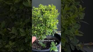 Making a Bonsai Tree from a Yaupon Holly [upl. by Coppinger]