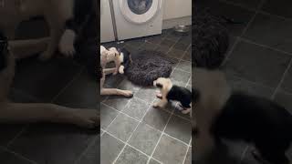 Meet these 8 adorable Border Collie puppies 3 girls and 5 boys bordercollie dogbreed adopt [upl. by Lauritz]