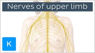 Main Nerves of the Upper Extremity preview  Human Anatomy  Kenhub [upl. by Htenay]