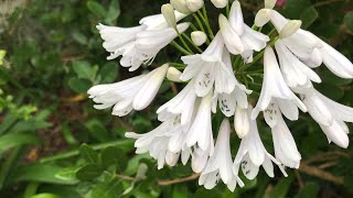 Agapanthus and Crinum I love my ornamental flowers as well [upl. by Adaha574]