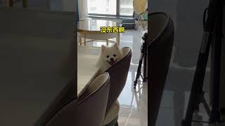 我正在看着你看着你目不转睛 pets 萌宠 搞笑 寵物 博美犬 狗狗 cute funny 萌寵 [upl. by Kelcy]