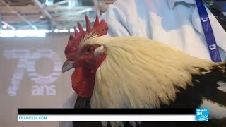 Salon de lagriculture  les animaux sur leur 31 à quelques heures de louverture [upl. by Bail]