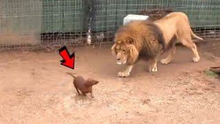 Lion cub grew up with dog from childhood and now they are inseparable [upl. by Assile]