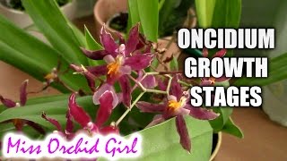 Growth stages of Oncidium Orchids [upl. by Gilman25]