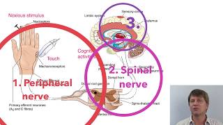 Ibuprofen indomethacin and naproxen NSAIDs COX 1 and 2 inhibitors [upl. by Shermie]