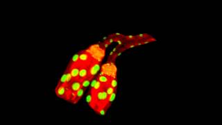 ZEISS Lightsheet Z1  Multiview Drosophila salivary glands [upl. by Sadinoel]