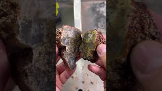 Really cool sagenite nodule cut open rockhounding crystals rockhound mineral lapidary [upl. by Baal]