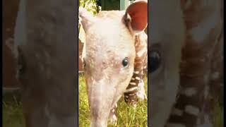 The Baird Tapir Learn About Central Americas Largest Mammal wildlife [upl. by Matteo]