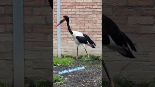 Saddlebilled Stork birds fypyoutube [upl. by Assirrec]