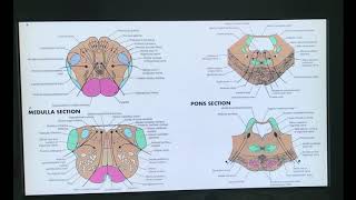 CNS Development Part 2 Development of Nervous system Embryology of Nervous system [upl. by Konikow]