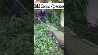 Insane Crocodile Rescues crocodile rescuestories mammals [upl. by Carlye]