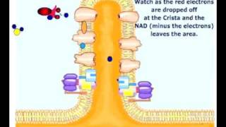 Coenzyme Transporting Electrons to ETC [upl. by Xerxes]