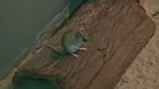 The spinifex hopping mouse Campbelltown Australia [upl. by Otreblada]