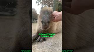 Most Pleasant and Laid Back Animal  Capybara [upl. by Siraj]