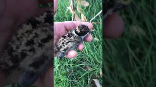 Australian Plover Hatchling 🦉shorts wildlife [upl. by Devlin]