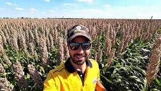 SORGO E SOIA TOP E FLOP [upl. by Buschi37]