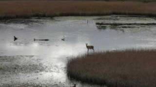 Lake Monster Killarney Ireland [upl. by Pengelly436]