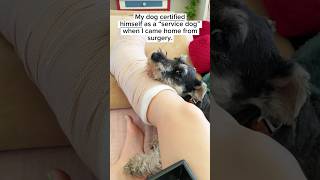 Dog Protects Owner’s Injured Leg miniatureschnauzer servicedog shorts [upl. by Hitoshi]