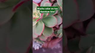 Así se ven con mucho color tus Aeonium kiwi [upl. by Munt]