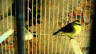 My singing japanese WhiteeyeZosterops japonicus Brillenvogel [upl. by Thedric]