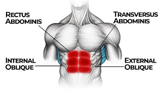 Abdominal Muscles How They Work Together for Optimal Strength [upl. by Hitchcock358]