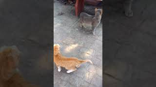 Gatos peleando [upl. by Netnert]