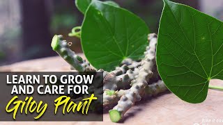 Learn To Grow And Care For Gilroy Plant  Growing Giloy at home and garden [upl. by Clari]