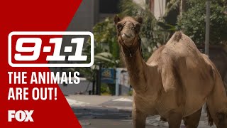 The Animals Are Loose  Season 5 Ep 1  911 [upl. by Eisset]