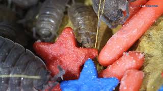 Isopods Eat Patriotic Sprinkles [upl. by Darnoc]