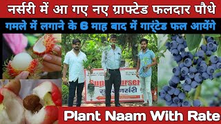 Fruit Plant Nursery In Lucknow  Grafted fruit plant nursery  nursery plant online  fruit plants [upl. by Esiuolyram96]