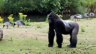 Safaripark Beekse Bergen Hilvarenbeek [upl. by Aiam345]