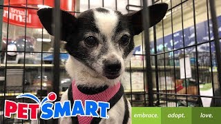 PetSmart Dog Adoption [upl. by Yedorb919]