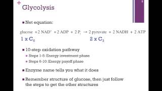 091Studying Metabolic Pathways Overview of Glycolysis [upl. by Ahsaf20]